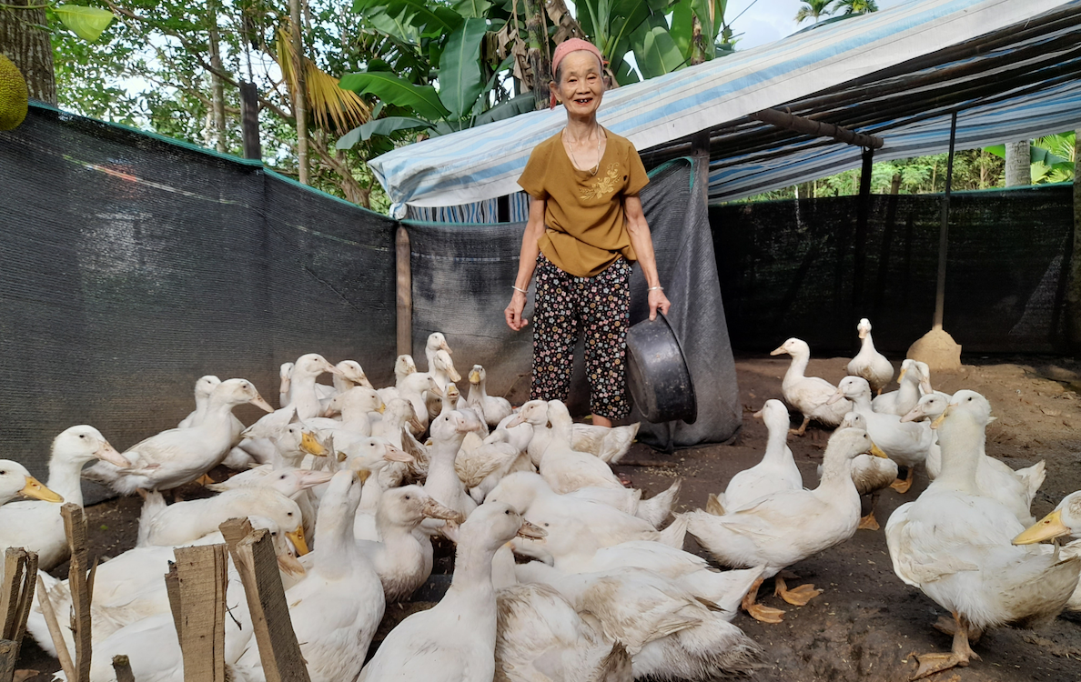 Chăn nuôi theo chuỗi giá trị hướng đến phát triển sinh kế bền vững